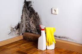 Environmental Consulting for Mold Prevention in North Valley Stream, NY